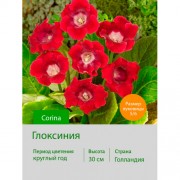 Глоксиния Corina