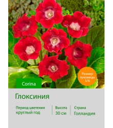 Глоксиния Corina Глоксиния Corina