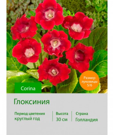 Глоксиния Corina