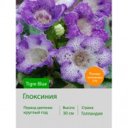 Глоксиния Tigre Blue
