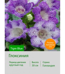 Глоксиния Tigre Blue Глоксиния Tigre Blue