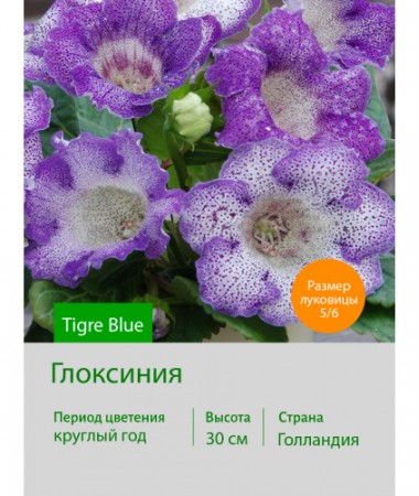 Глоксиния Tigre Blue