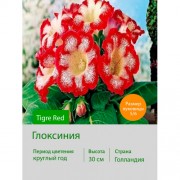 Глоксиния Tigre Red