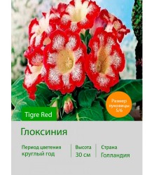 Глоксиния Tigre Red Глоксиния Tigre Red