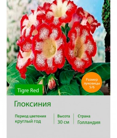 Глоксиния Tigre Red