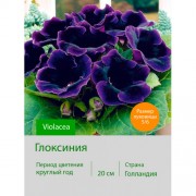 Глоксиния Violacea