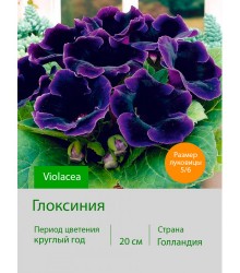 Глоксиния Violacea Глоксиния Violacea
