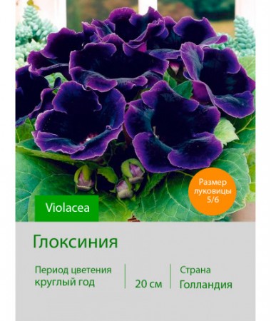 Глоксиния Violacea