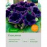 Глоксиния Violacea