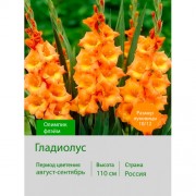 Гладиолус Олимпик флэйм