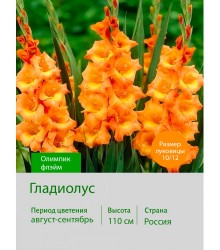 Гладиолус Олимпик флэйм
