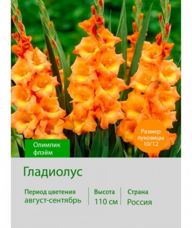 Гладиолус Олимпик флэйм