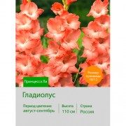 Гладиолус Принцесса Ли