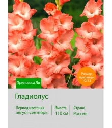 Гладиолус Принцесса Ли
