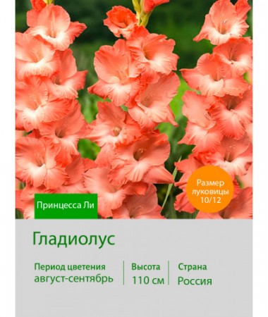 Гладиолус Принцесса Ли