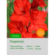 Гладиолус Таскано