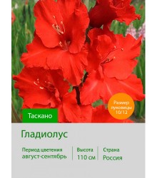 Гладиолус Таскано