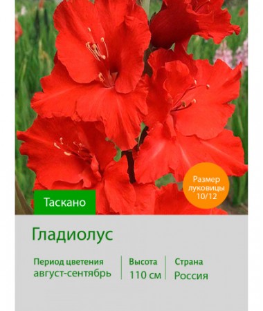 Гладиолус Таскано