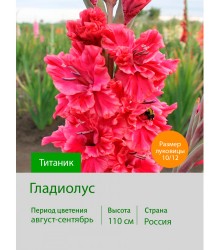 Гладиолус Титаник