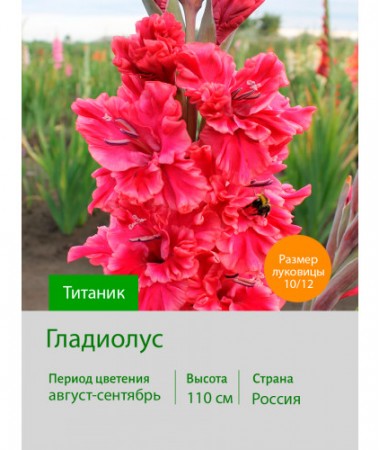 Гладиолус Титаник