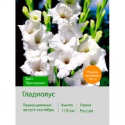 Гладиолус Вайт Просперити