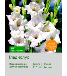 Гладиолус Вайт Просперити