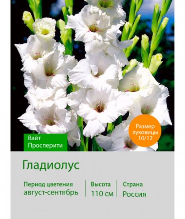 Гладиолус Вайт Просперити