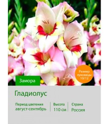 Гладиолус Замора