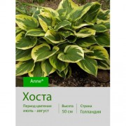 Хоста Anne®
