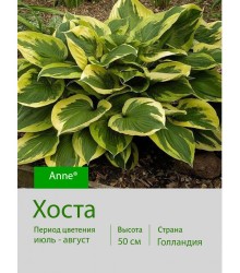 Хоста Anne®