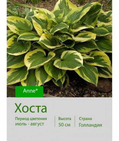 Хоста Anne®