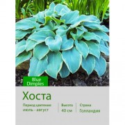 Хоста Blue Dimples
