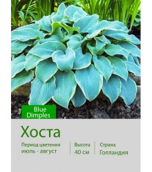 Хоста Blue Dimples