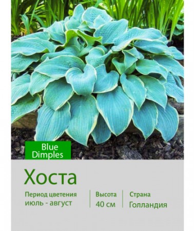 Хоста Blue Dimples