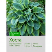 Хоста Christmas Tree