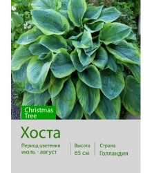Хоста Christmas Tree