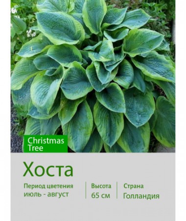 Хоста Christmas Tree