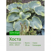 Хоста Earth Angel