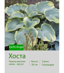 Хоста Earth Angel