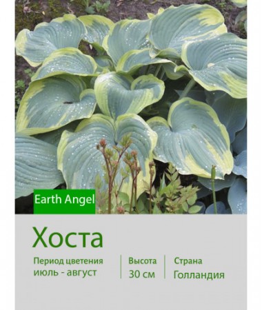 Хоста Earth Angel