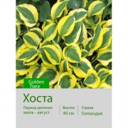 Хоста Golden Tiara