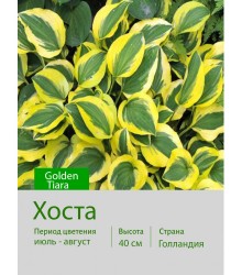 Хоста Golden Tiara