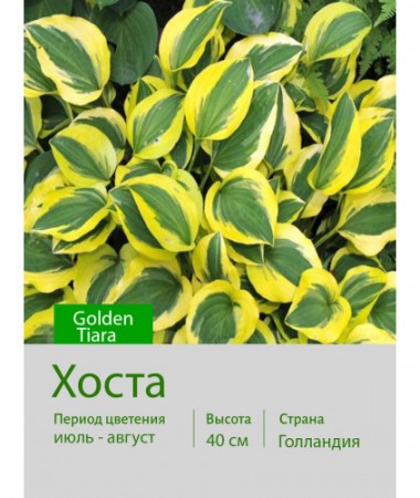 Хоста Golden Tiara