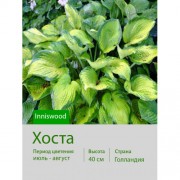 Хоста Inniswood