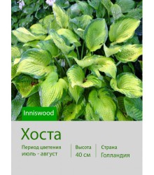 Хоста Inniswood