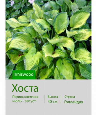 Хоста Inniswood