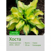 Хоста Lakeside Banana Bay