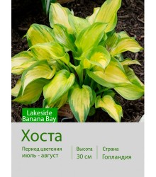 Хоста Lakeside Banana Bay