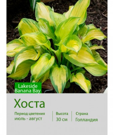 Хоста Lakeside Banana Bay