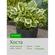 Хоста So Sweet
